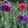 Papaver paeoniflorum poppy - 200 seeds