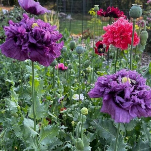 Papaver paeoniflorum poppy - 200 seeds