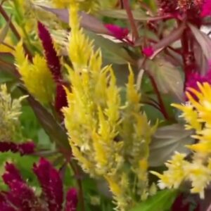 Celosia mix - 50 seeds
