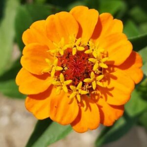 Zinnia lilliput mix - 50 seeds