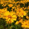 Cosmos sulphureus mix - 20 seeds
