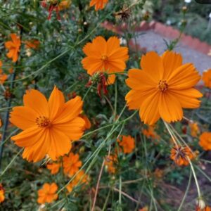 Cosmos sulphureus mix - 20 seeds