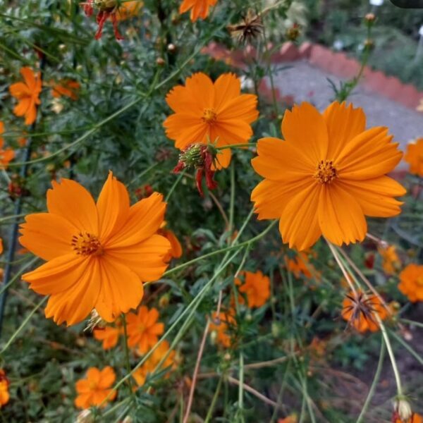 Cosmos sulphureus mix - 20 seeds