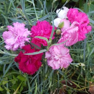 Carnation mix - 20 seeds