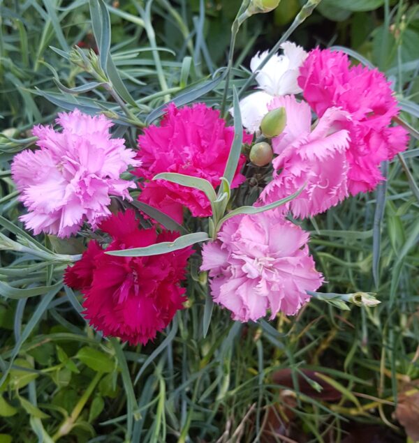 Carnation mix - 20 seeds