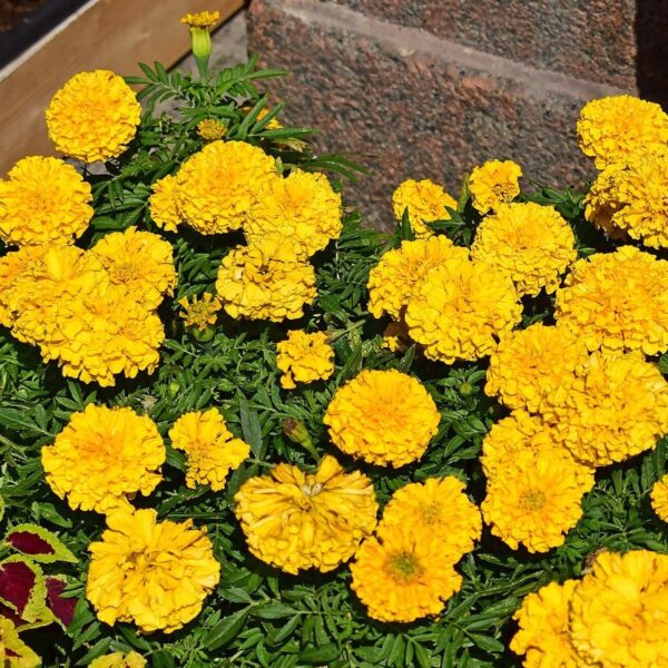 Marigold 'lemon drops' - 50 seeds