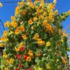 Nasturtium tall climbing - 5 seeds