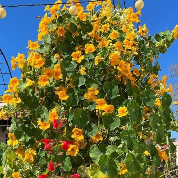 Nasturtium tall climbing - 5 seeds
