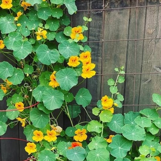 Nasturtium tall climbing - 5 seeds