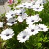 2025/05/20250510_122655.jpg Osteospermum ecklonis - 10 seeds