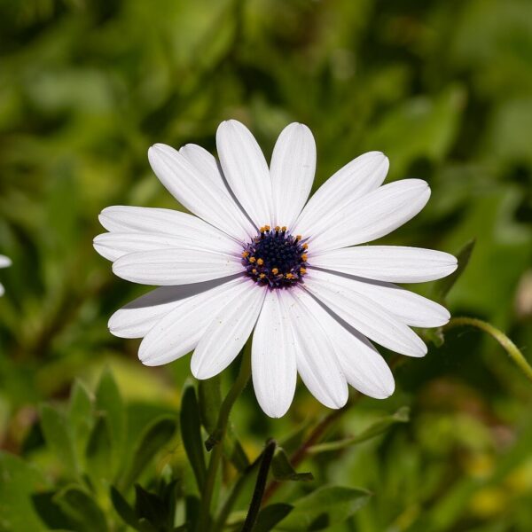2025/05/20250510_123054.jpg Osteospermum ecklonis - 10 seeds