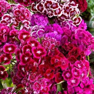 Sweet william mix - 25 seeds