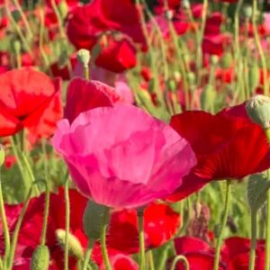 Shirley poppy mix - 300 seeds