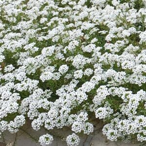 Alyssum 'snow carpet' - 100 seeds