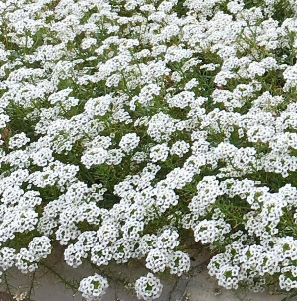 Alyssum 'snow carpet' - 100 seeds