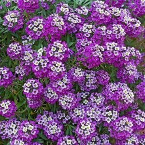 Alyssum 'royal carpet' - 100 seeds