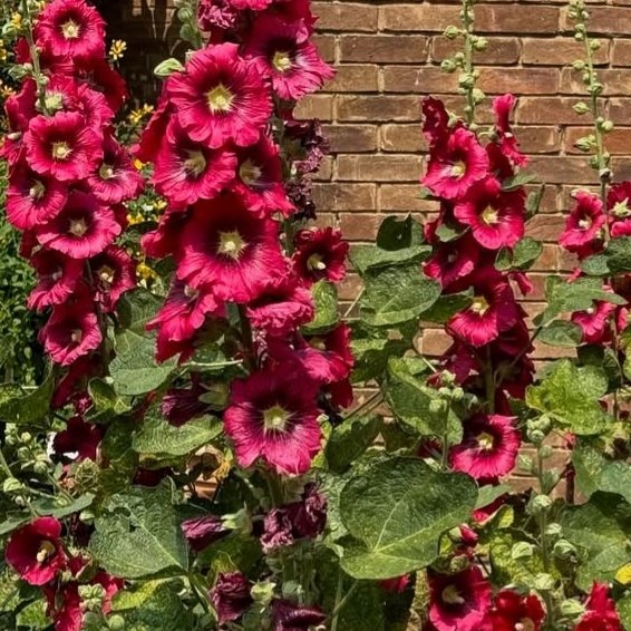 Hollyhock mix - 10 seeds
