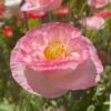 Shirley poppy mix - 300 seeds