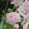 Papaver paeoniflorum poppy - 200 seeds