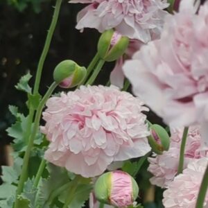 Papaver paeoniflorum poppy - 200 seeds