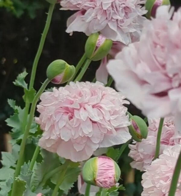 Papaver paeoniflorum poppy - 200 seeds