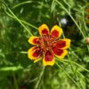 Cosmidium 'brunette' - 10 seeds