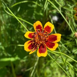 Cosmidium burridgeanum - 10 seeds