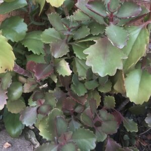 Kalanchoe sexangularis - 50 seeds