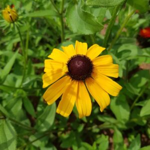 Rudhbeckia 'black eyed susan' - 50 seeds