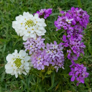 Candytuft 'fairy mix' - 50 seeds