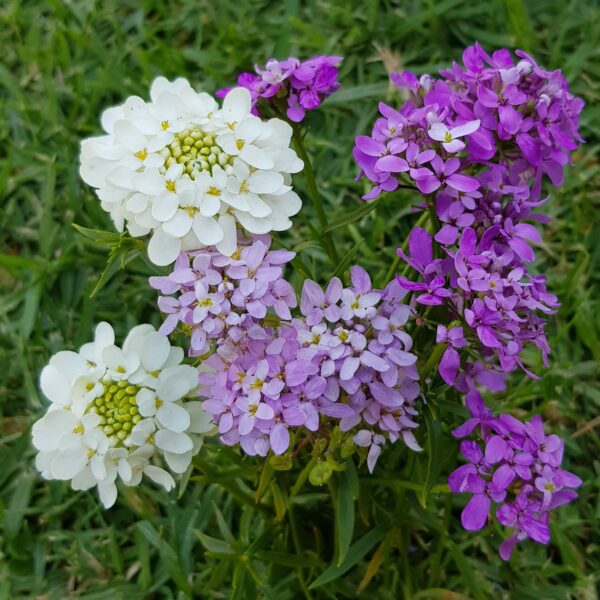 Candytuft 'fairy mix' - 50 seeds