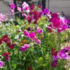 Sweetpea 'bijou' - 10 seeds