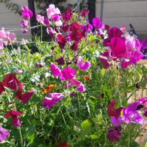 Sweetpea 'bijou' - 10 seeds