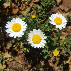 Chrysanthemum paludosum - 50 seeds