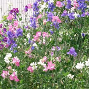 Sweetpea tall mix - 20 seeds