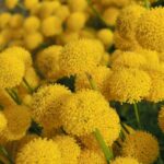Craspedia globosa - 50 seeds