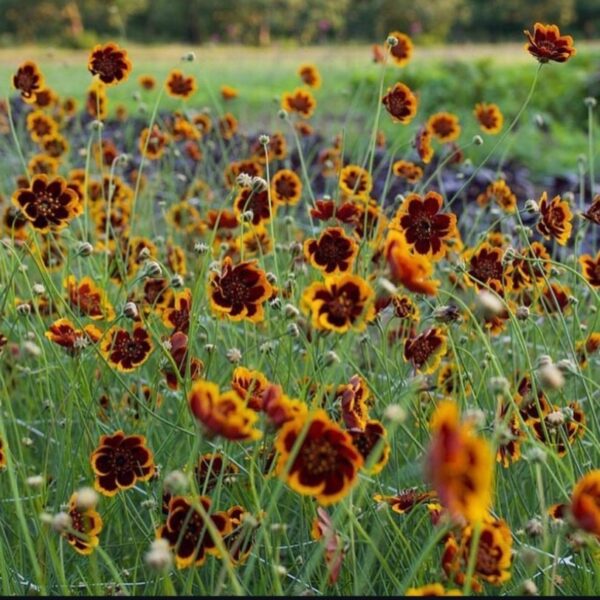 Cosmidium 'brunette' - 10 seeds