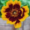Cosmidium 'brunette' - 10 seeds