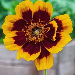 2025/05/20250826_165015.jpg Cosmidium 'brunette' - 10 seeds