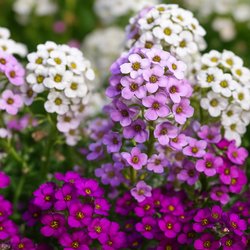 Alyssum mixed colors - 100 seeds