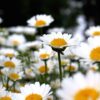Chrysanthemum paludosum - 50 seeds