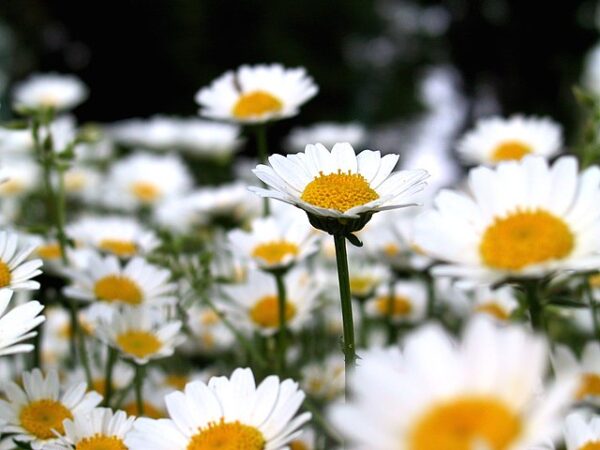 Chrysanthemum paludosum - 50 seeds