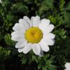 Chrysanthemum paludosum - 50 seeds