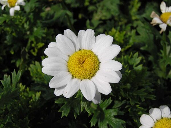 Chrysanthemum paludosum - 50 seeds