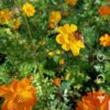Cosmos sulphureus mix - 20 seeds