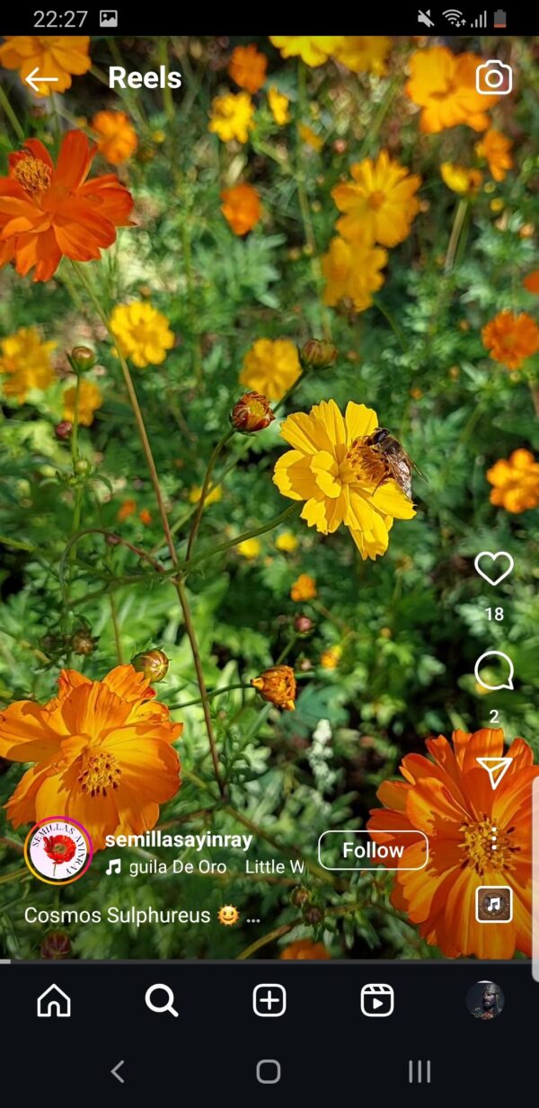 Cosmos sulphureus mix - 20 seeds