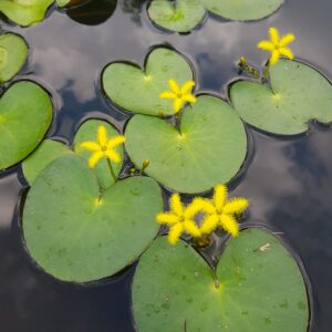 Floating hearts waterlily - bare root plant