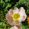 2025/08/20240825_105453.jpg Iceland poppy - 100 seeds
