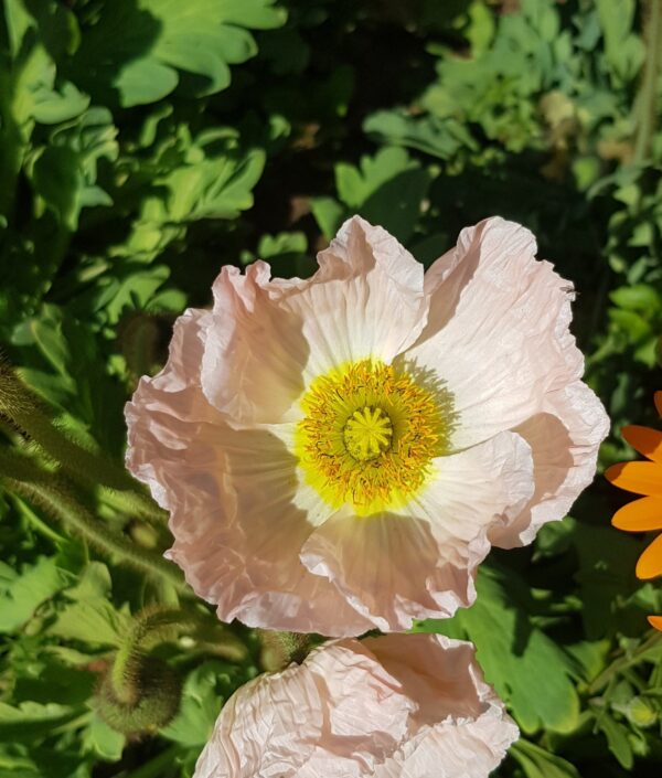 2025/08/20240825_105453.jpg Iceland poppy - 100 seeds
