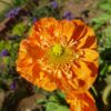 2025/08/20240825_105520-scaled.jpg Iceland poppy - 100 seeds